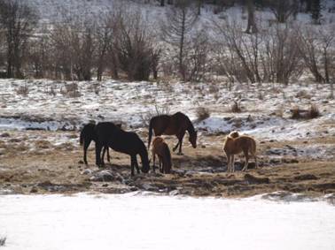 Горный Алтай зимой. Пасутся лошади
