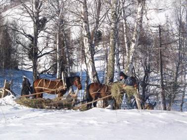 Горный Алтай зимой. Лошадки проголодались.
